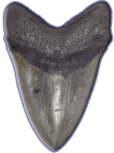 Paleo Club- Shark teeth study