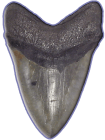 sharktooth