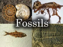 Fossil Club – Starts Next Wednesday!